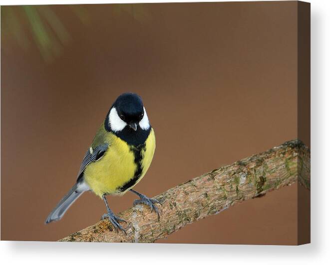 Great Tit Canvas Print featuring the photograph Great Tit by Bob Kemp