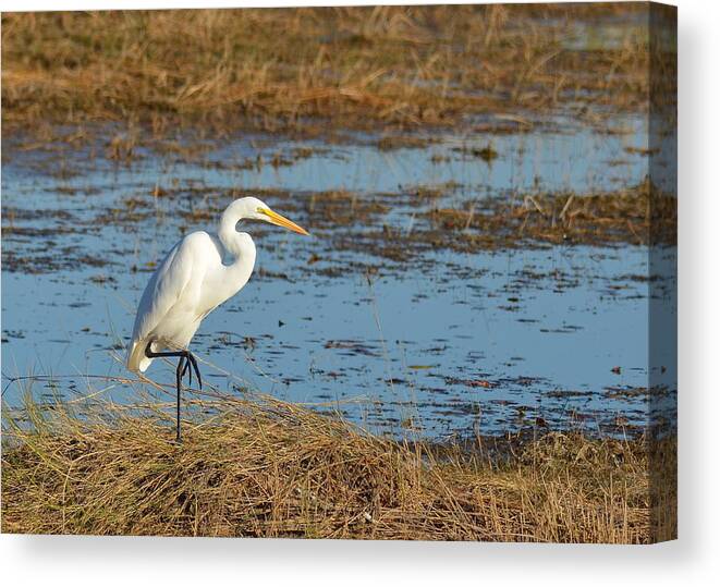 Great White Heron Canvas Print featuring the photograph Great White Heron by Carla Parris