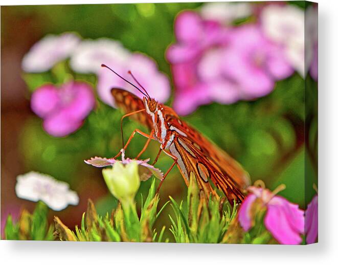 Macro Canvas Print featuring the photograph Gulf Flittery Butterfly 008 by George Bostian