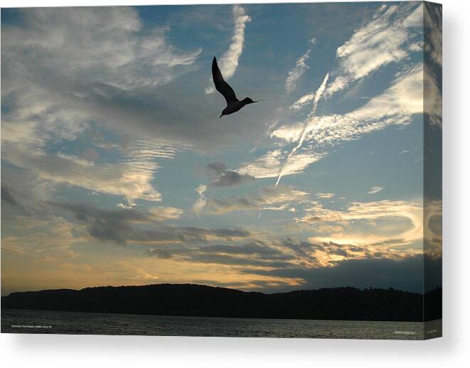 Photo Canvas Print featuring the photograph Gull Over The Hudson by Frank Mari