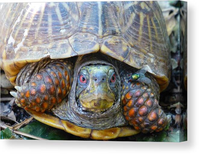 Turtle Canvas Print featuring the photograph Gulliver and Fly by Claudia Goodell