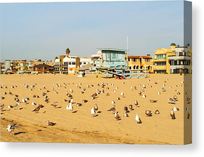 Gulls Canvas Print featuring the photograph Gulls on Sand by Michael Hope