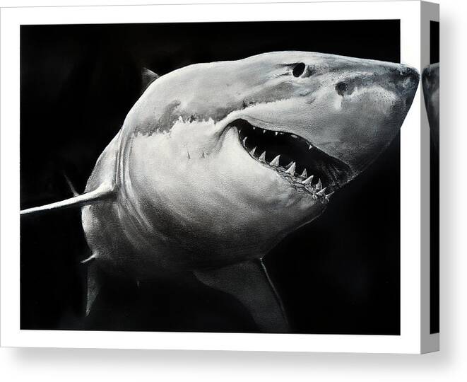 Drawing Canvas Print featuring the drawing GW Shark by William Underwood