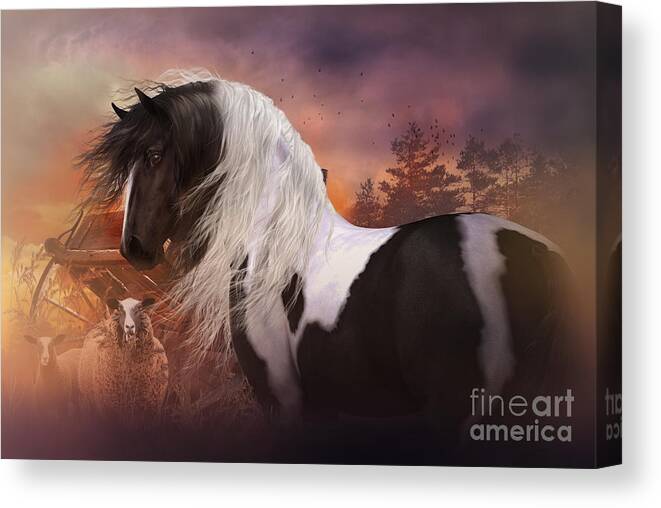 Gypsy Vanner Canvas Print featuring the digital art Gypsy on the Farm by Shanina Conway