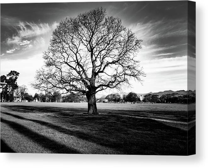 Tree Canvas Print featuring the photograph Hagley Tree Landscape by Roseanne Jones