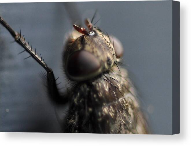 Fly Canvas Print featuring the photograph Hair on a Fly by Glenn Gordon