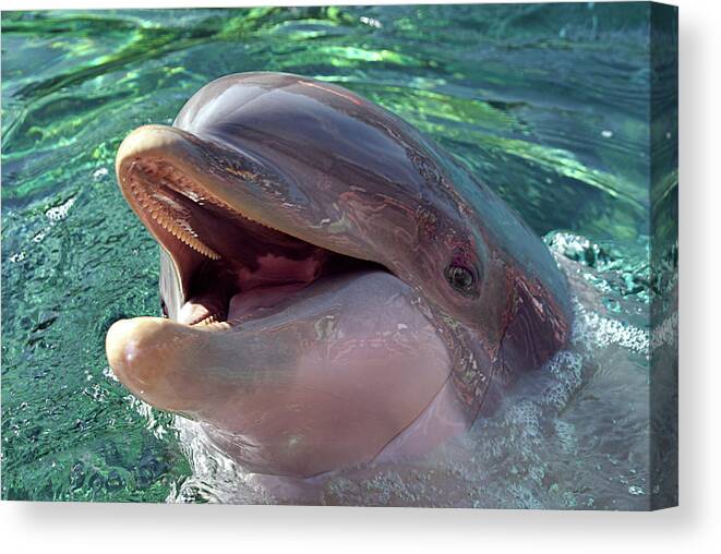 Dolphin Canvas Print featuring the photograph Happy Dolphin - Big Smile by Mitch Spence