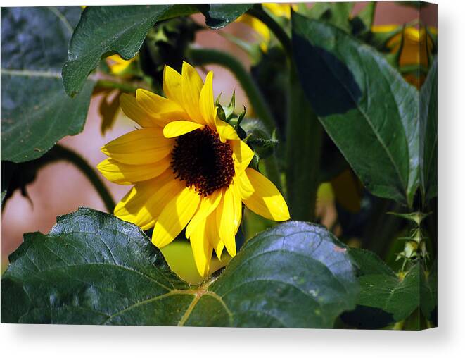 Sunflower Canvas Print featuring the photograph Happy To Be Yellow by Lori Tambakis