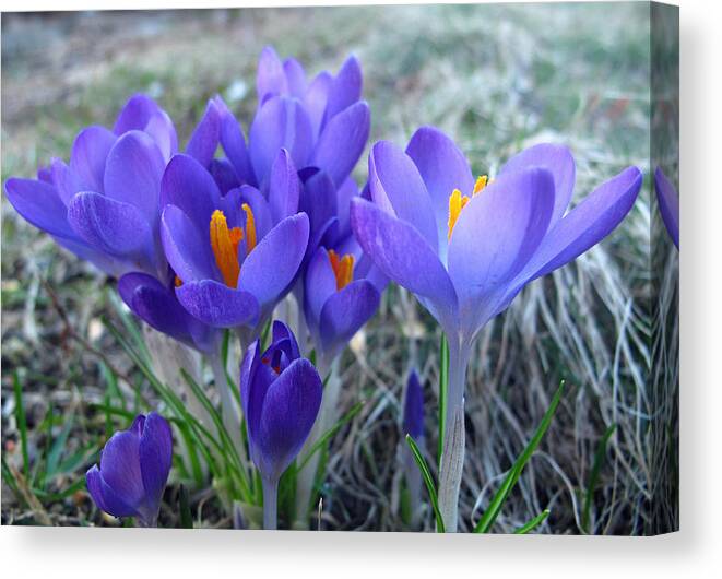 Floral Canvas Print featuring the photograph Harbinger of Spring by Barbara McDevitt