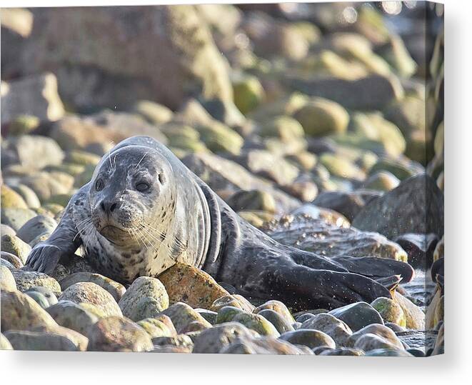 Harbour Seal Canvas Print featuring the photograph Harbour Seal Pup by Carl Olsen