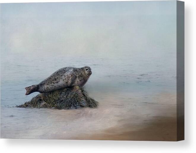 Seal Canvas Print featuring the photograph Hauling Out by Robin-Lee Vieira
