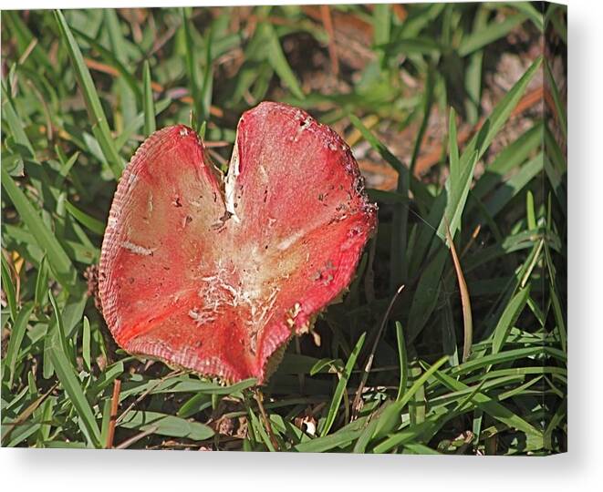 Red Mushroom Canvas Print featuring the photograph Heart-shaped Mushroom by Jeanne Juhos