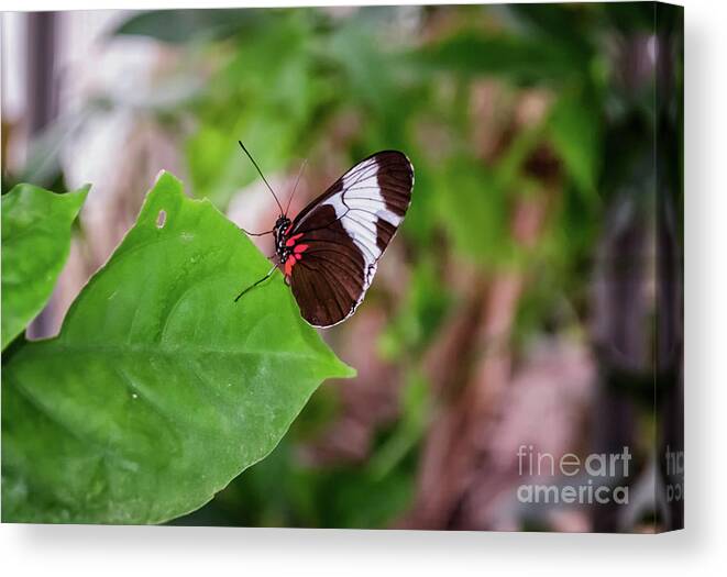 Michelle Meenawong Canvas Print featuring the photograph Heliconius Erato by Michelle Meenawong
