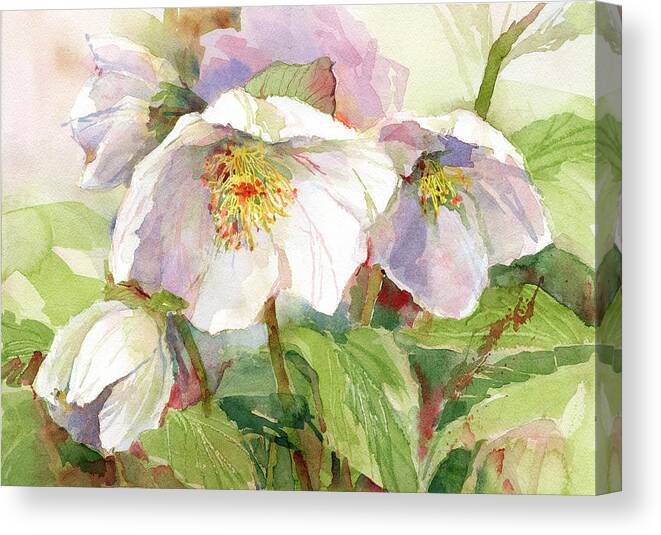 Hellebore Canvas Print featuring the painting Hellebore by Garden Gate