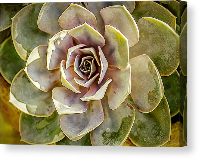 Cactus Canvas Print featuring the photograph Hen and Chick Cactus by Julie Palencia