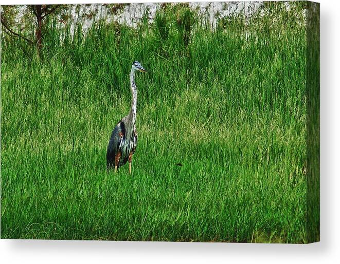 Alabama Photographer Canvas Print featuring the digital art Heron in the Grasses by Michael Thomas