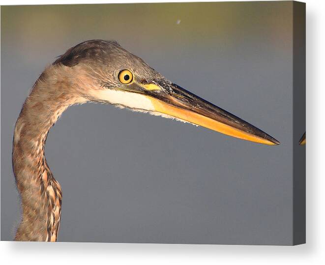 Great Blue Heron Canvas Print featuring the photograph Heron Profile by Carl Olsen