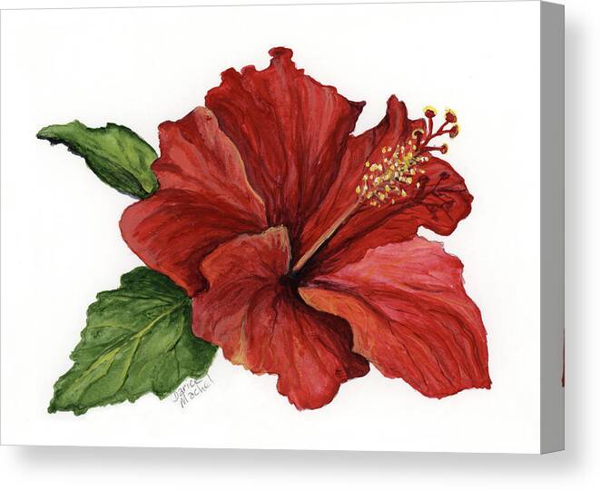 Hibiscus Canvas Print featuring the painting Hibiscus Flower by Darice Machel McGuire