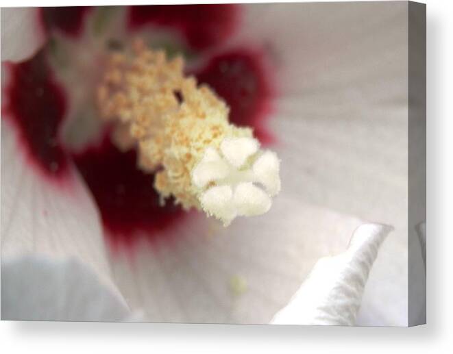 #maroon Canvas Print featuring the photograph Hibiscus Hearts of Love by Belinda Lee