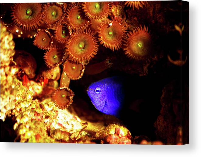 Underwater Canvas Print featuring the photograph Hiding Damsel by Anthony Jones