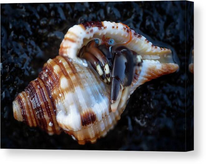 Hermit Crab Canvas Print featuring the photograph Hiding Place by Christopher Johnson