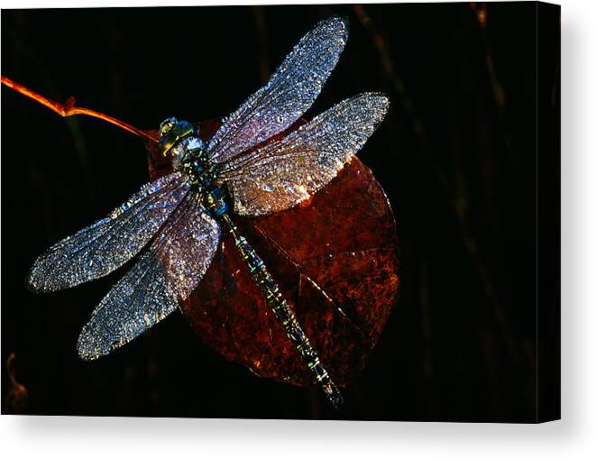 Photography Canvas Print featuring the photograph High Angle View Of Blue Darner by Panoramic Images