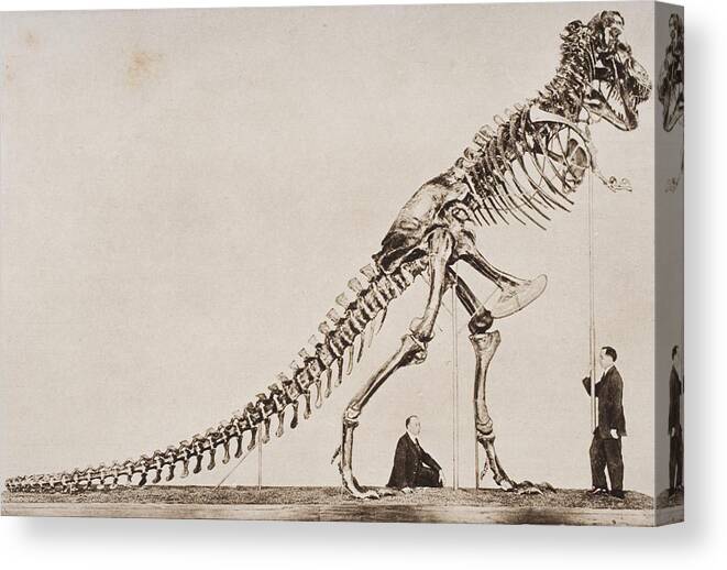 Dinosaur Canvas Print featuring the drawing Historical Illustration Of Dinosaur by Vintage Design Pics