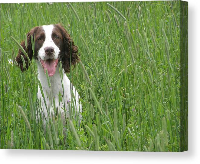 Field Spaniel Canvas Print featuring the photograph Holding Steady by Angie Rea