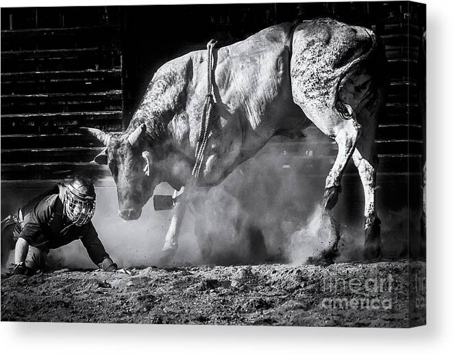 Rodeo Canvas Print featuring the photograph Holy Cow by Sal Ahmed