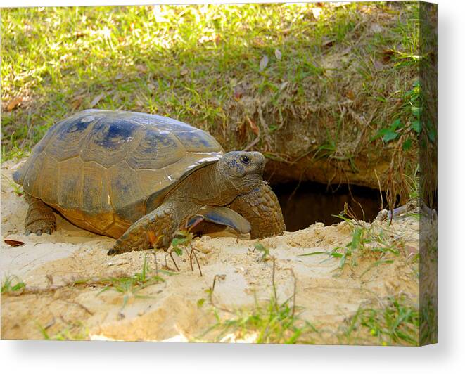 Gopher Tortoise Canvas Print featuring the photograph Home sweet burrow by David Lee Thompson