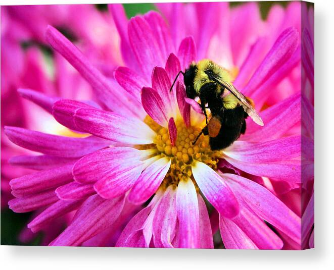 Bee Canvas Print featuring the photograph Honey Sacs by Kristin Elmquist