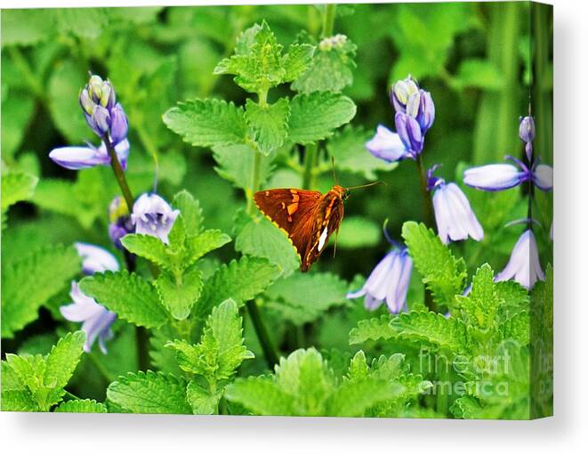 Flowers Canvas Print featuring the photograph Honing in by Merle Grenz