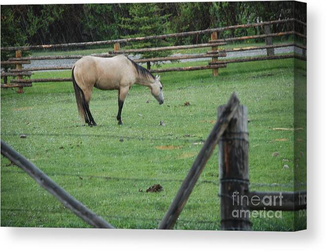 Horse Canvas Print featuring the photograph Horse in rain by Jim Goodman