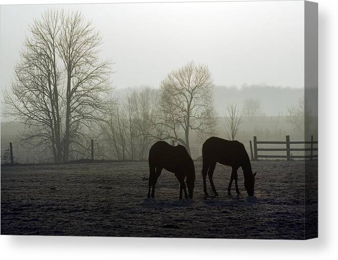Horse Canvas Print featuring the photograph Horses in Field by Steve Somerville