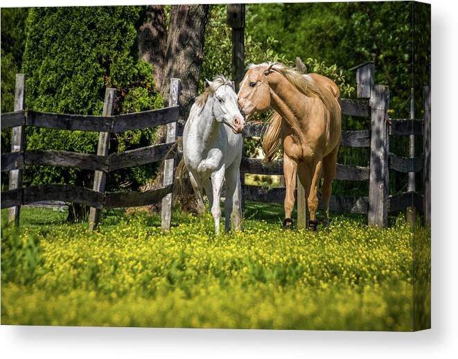 Equestrian Canvas Print featuring the photograph Horses in Yellow Field by Ron Pate