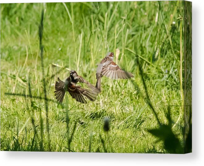 House Sparrows Canvas Print featuring the photograph House Sparrows in Flight by Holden The Moment
