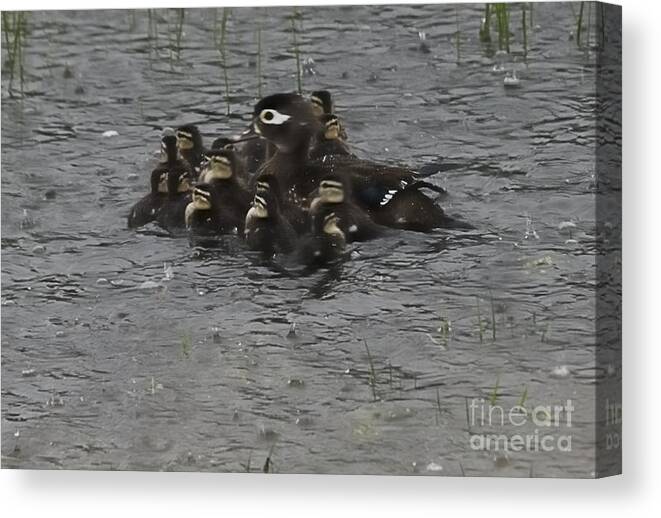 West Virginia Birds Canvas Print featuring the photograph Huddle by Randy Bodkins