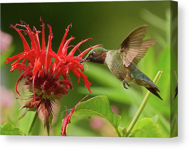 Hummingbird Canvas Print featuring the photograph Hummingbird Delight by William Jobes