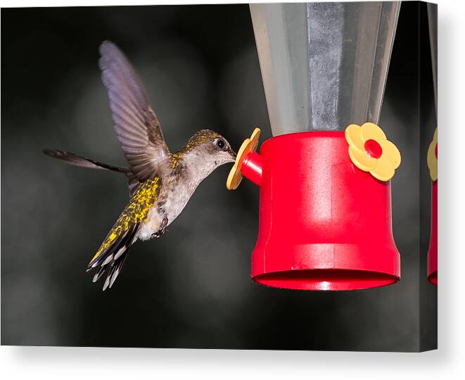 Hummingbird Canvas Print featuring the photograph Hummingbird Gets A Drink by Holden The Moment