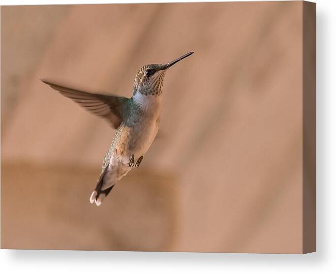 Hummingbird Canvas Print featuring the photograph Hummingbird In Flight by Holden The Moment