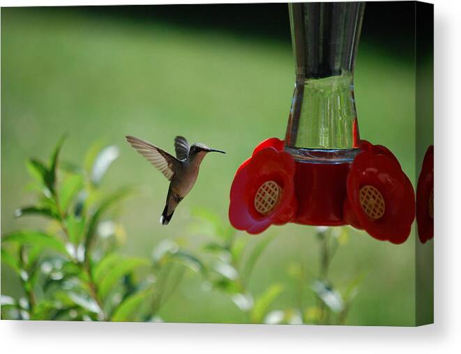 Hummingbird Canvas Print featuring the photograph Hummingbird in Flight by Lori Tambakis
