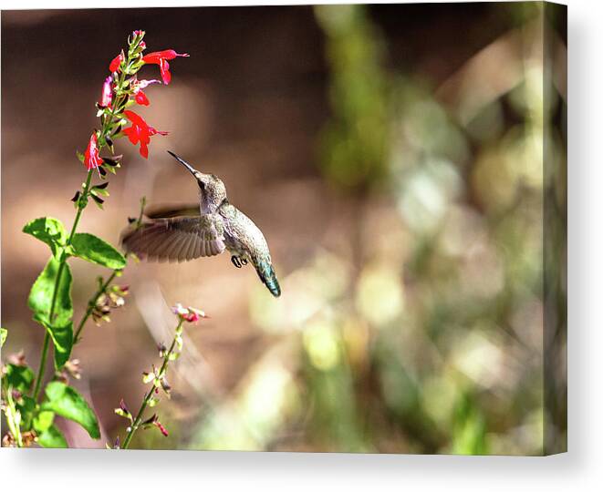 Nature Canvas Print featuring the photograph Hummingbird In-Flight With Red Wildflower by Good Focused