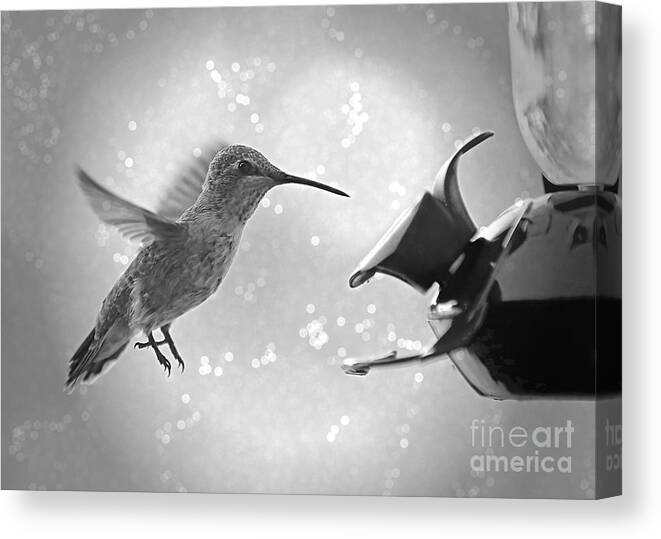 Hummingbird Canvas Print featuring the photograph Hummingbird Magic - Black and White by Carol Groenen
