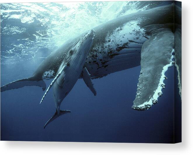 00700233 Canvas Print featuring the photograph Humpback Whale and Calf by Mike Parry