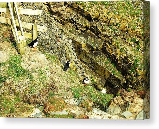 Puffins Canvas Print featuring the photograph Hurry by HweeYen Ong