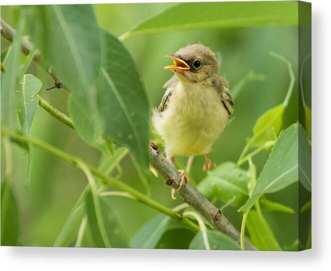 Warbler Canvas Print featuring the photograph I Can Dance by Mindy Musick King