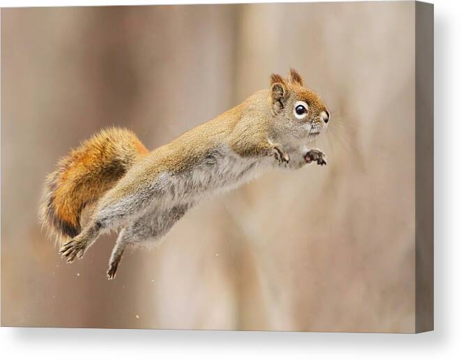 Humour Canvas Print featuring the photograph I Can Fly! by Mircea Costina