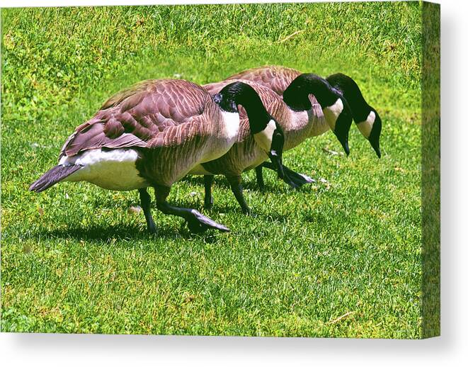 Geese Canvas Print featuring the photograph I Lost My Contact Lens 002 by George Bostian