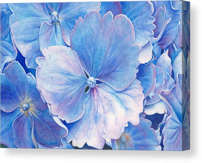 Hydrangea Floral Flower Summer Botanical Blue Purple Close Up Garden Wall Art Interior Design Decor Watercolor Painting Bloom Canvas Print featuring the painting Ice Queen by Sandy Haight