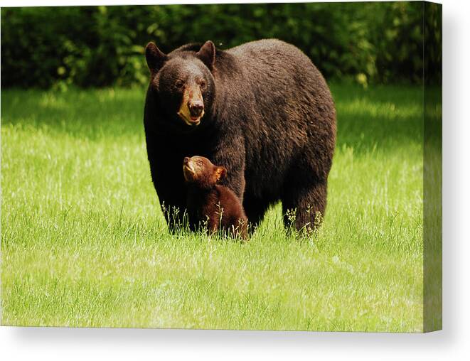 Black Bear Canvas Print featuring the photograph I'll Always Look Up To You by Lori Tambakis